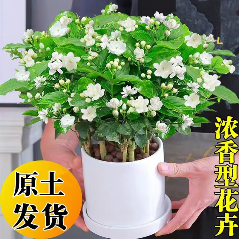 ̩��˿����������ֲ��������ֲ���� ����6��+��Բ���մ��� Դͷֱ�� 19Ԫ