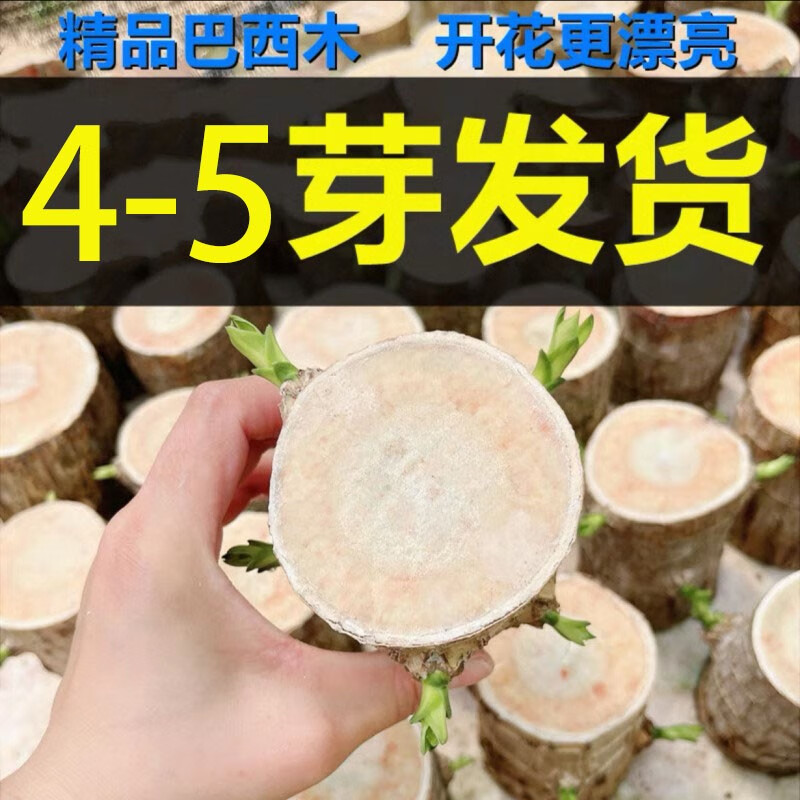 �������Ӵ�ѿ����ľ������ˮ��ֲ������ľ������ֲС���԰칫����ˮ������ ��4-5��ѿ11cm�������衿 ����š�ֱ��7-8���� ��Ӫ��Һ