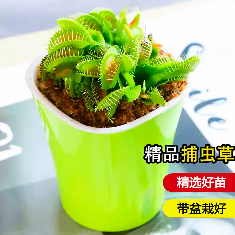 ������ ��Ӭ����������������Ȥζ�����ʳ�˻���������̨��ֲ 1.5����