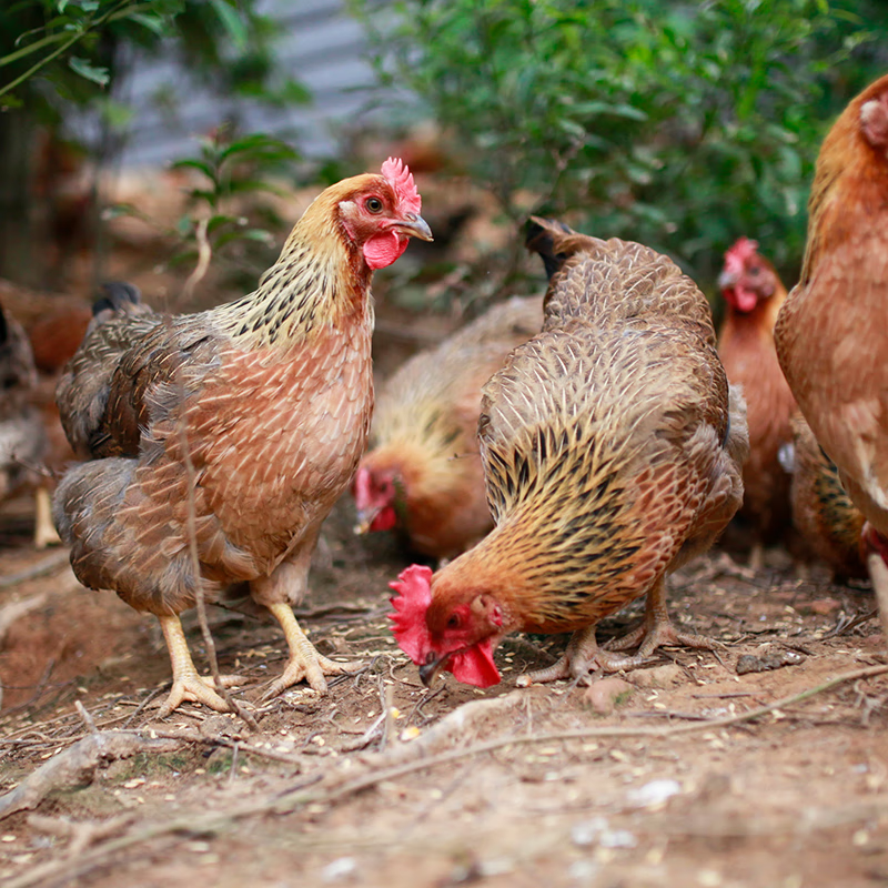 叹鸡160天原种清远鸡1kg 国家地理标志产品 散养麻鸡走地鸡椰子鸡食材 160天原种清远鸡1000g*1只