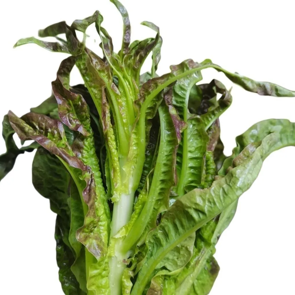 新鲜莴笋莴苣紫叶尖嫩丫细叶青笋尖火锅油焖辣炒时令蔬菜现摘现发 5斤泡沫箱