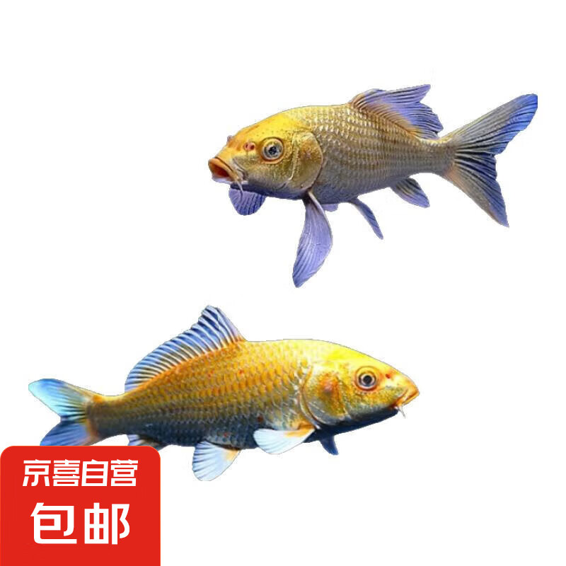 �������������������� �ػݣ�6-8�ƽ����3��