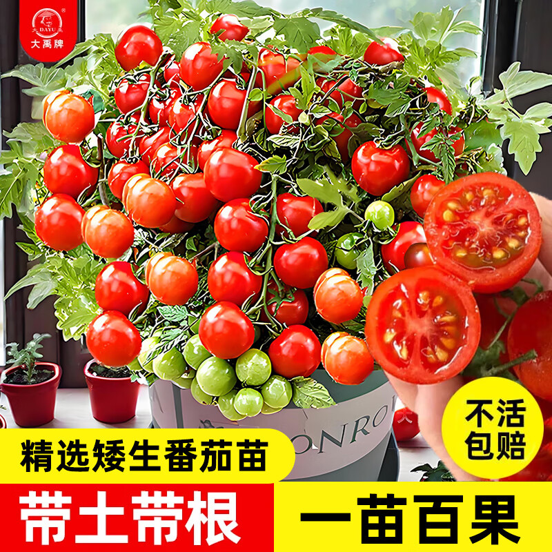 ����С�����簫������������Сެ��������������ʥŮ�������߲������ �찫��С���������� 6�� ����