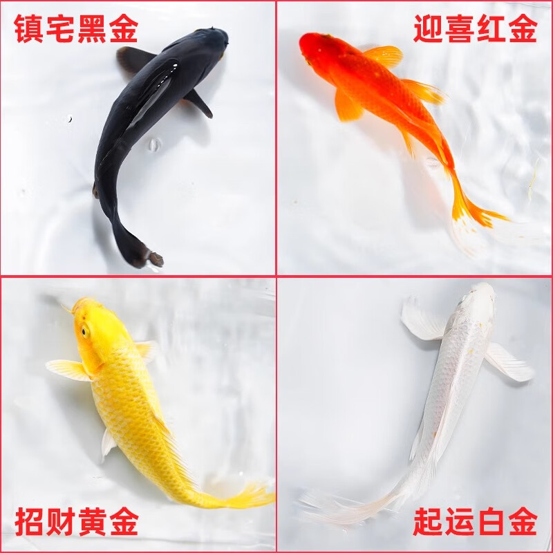 贝冠奇锦鲤活鱼大正三色红白锦鲤秋翠孔雀丹顶黄龙凤蝴蝶鲤冷水鱼观赏鱼 黄金 13-17cm1条