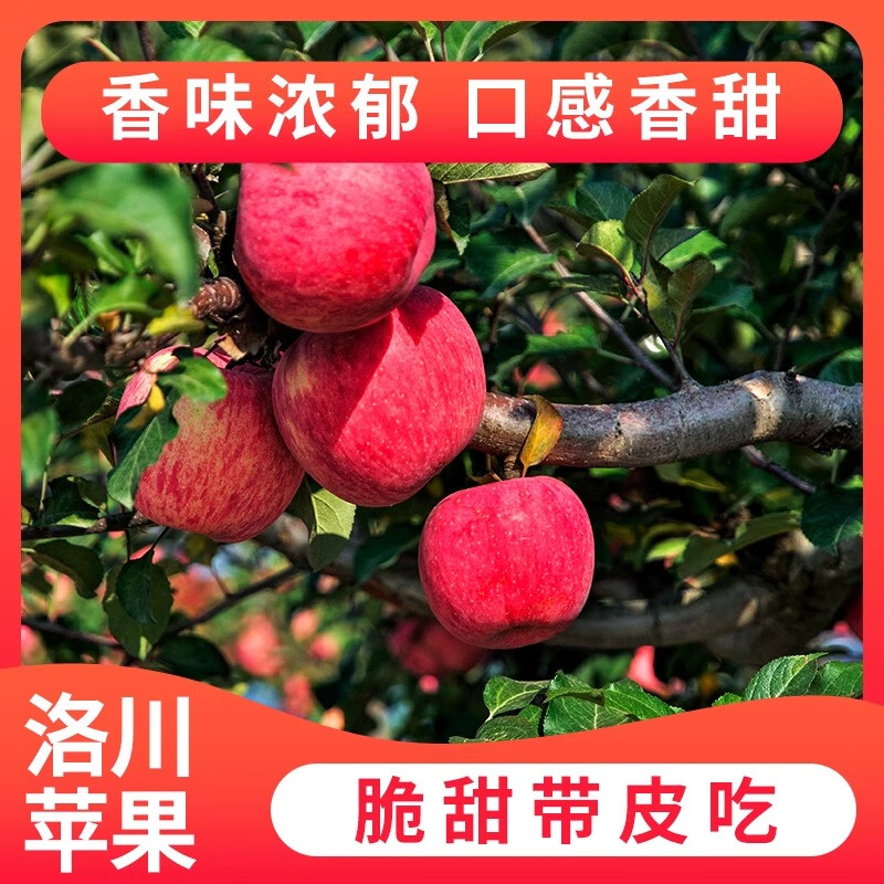 洛川苹果陕西延安特产红富士时令苹果送礼苹果生鲜新鲜脆甜整箱 尝鲜6个装 单果70+mm