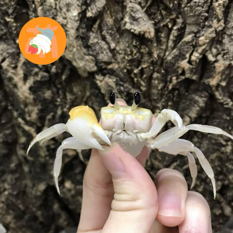 荣郁 中华沙蟹可爱大眼睛寄居蟹混养小螃蟹懒人桌宠易养 小沙蟹