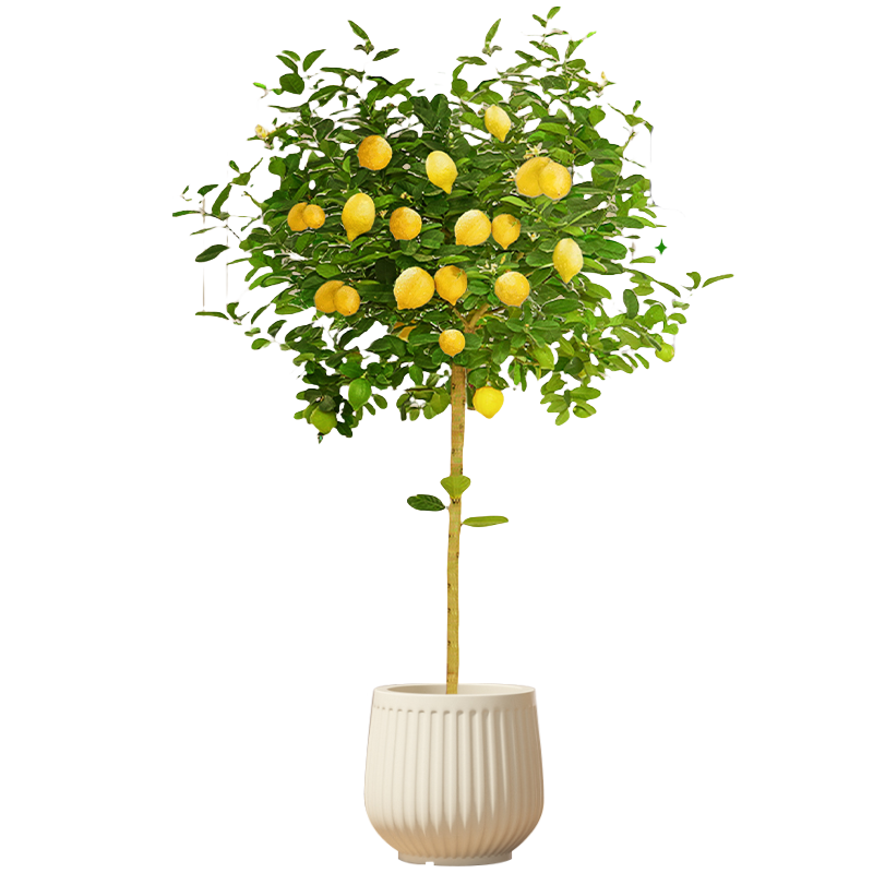 ���Ŵ�����ֲ�����԰칫���ڿ������ƽ�Ǯ��������ҵ��Ǩ��������ȩ ������Լ1.4-1.5��+�۱��� 153.8Ԫ