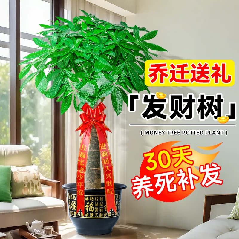 桌面有花发财树大型绿植客厅大盆栽天堂鸟室内办公室吸甲醛植物落地大盆栽 【开业】发财树1.7-1.8米+福字盆