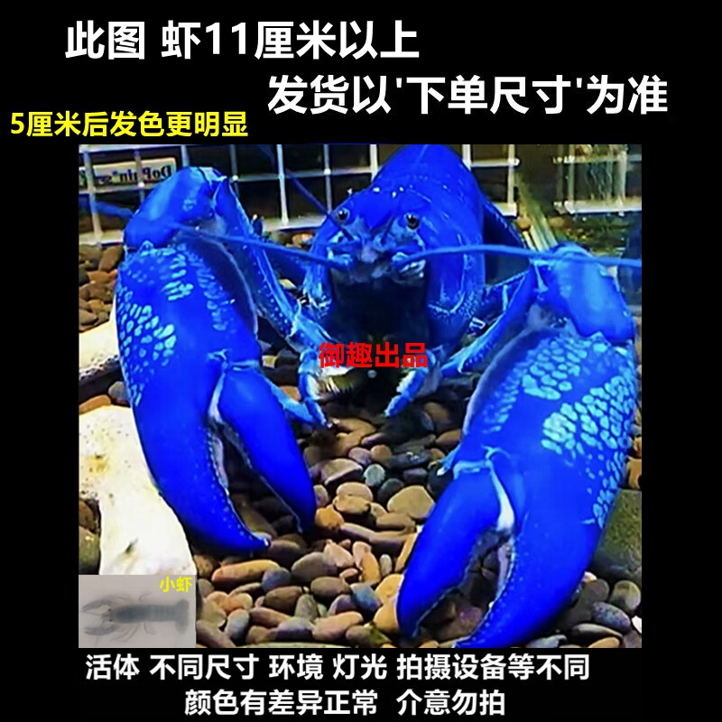 御趣鳌虾观赏虾淡水龙虾宠物鱼缸清洁火山破坏者天空蓝魔虾青花瓷螯虾 天空蓝魔虾 7-7.5cm
