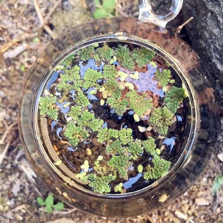 珊瑚萍水培水生花卉绿植养龟鱼虾缸微造景观植物浮萍水草 满江红30朵