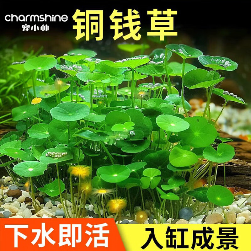 寵小帥銅錢草魚缸造景水栽龜缸水草好養(yǎng)易活體水培辦公桌裝飾綠植金錢草 小份【活體銅錢草】