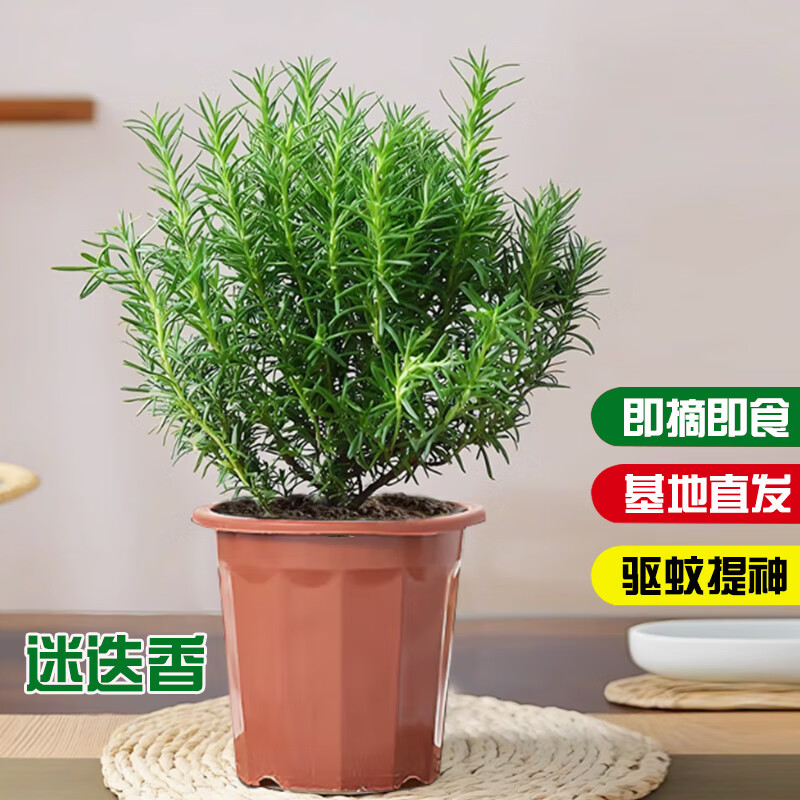 ������ С���Ե��� ԭ��