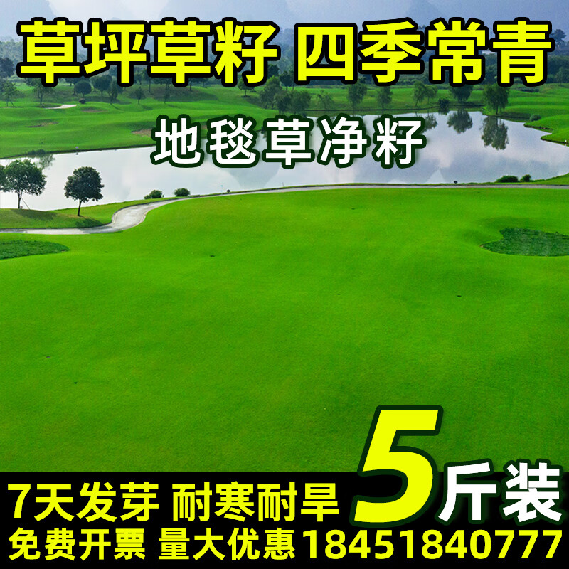 草坪种子护坡草籽草皮种子四季常青庭院免修剪耐寒草坪草绿化工程 地毯草净籽5斤【庭院别墅】