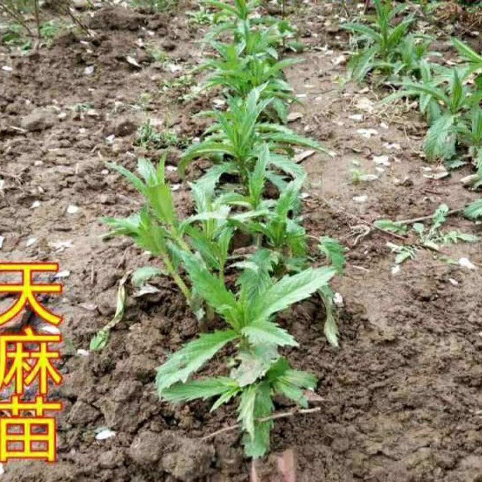 纯生现挖苗天然正宗种苗地笋天麻苗夫麻苗乌天麻盆栽地栽虫草营养 1