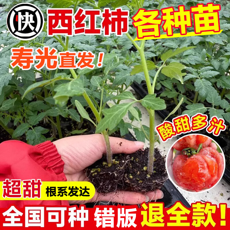 ��ʱ�� �ļ�С�������������� ������������������߲���ǧ��ʥŮ���� ��۷����� 6��