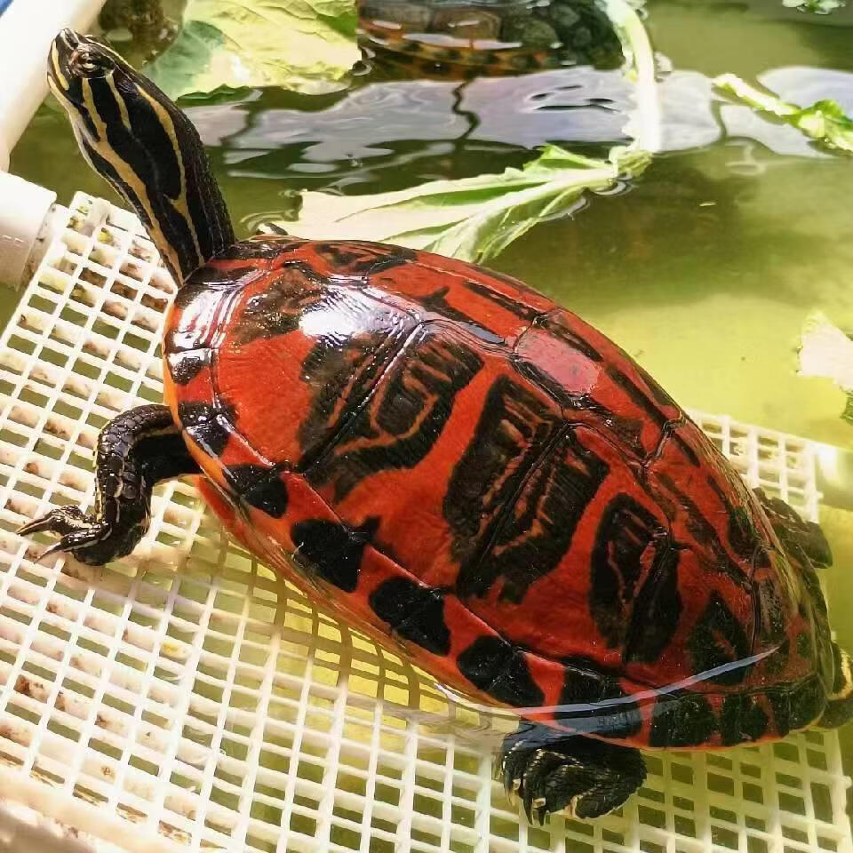 龟旺进口家养外塘宽纹火焰龟碌龟苗素食乌龟活物宠物观赏龟深水龟