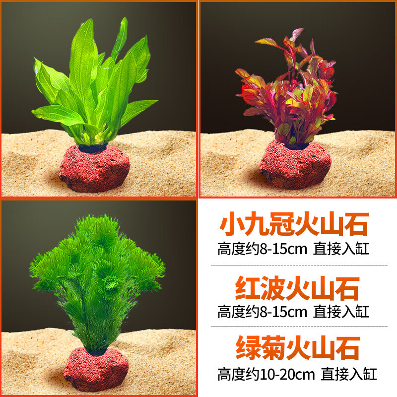 宠小岛水草迷你九冠大叶绿九冠鱼缸水草植物阴性新手懒人造景真草 【火山石尝鲜特惠】小九冠+红波+绿菊
