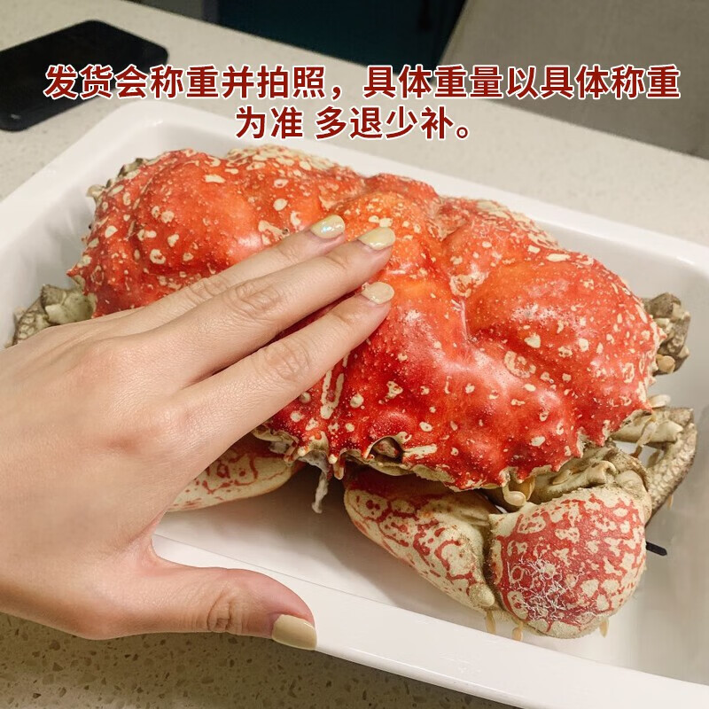 【活鲜】 鲜活澳洲皇帝蟹巨蟹拟滨蟹超大螃蟹进口海鲜水产帝皇蟹 8.0-8.5斤/1只