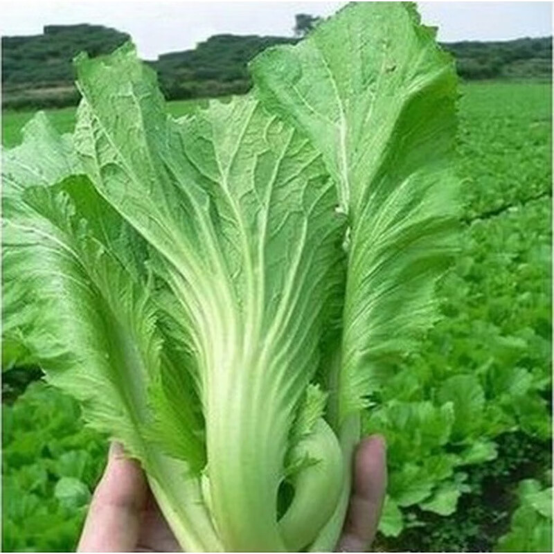 苏购大叶芥菜种子四季播包心芥菜种子 大叶芥菜芥菜籽  一包苏购 6g约