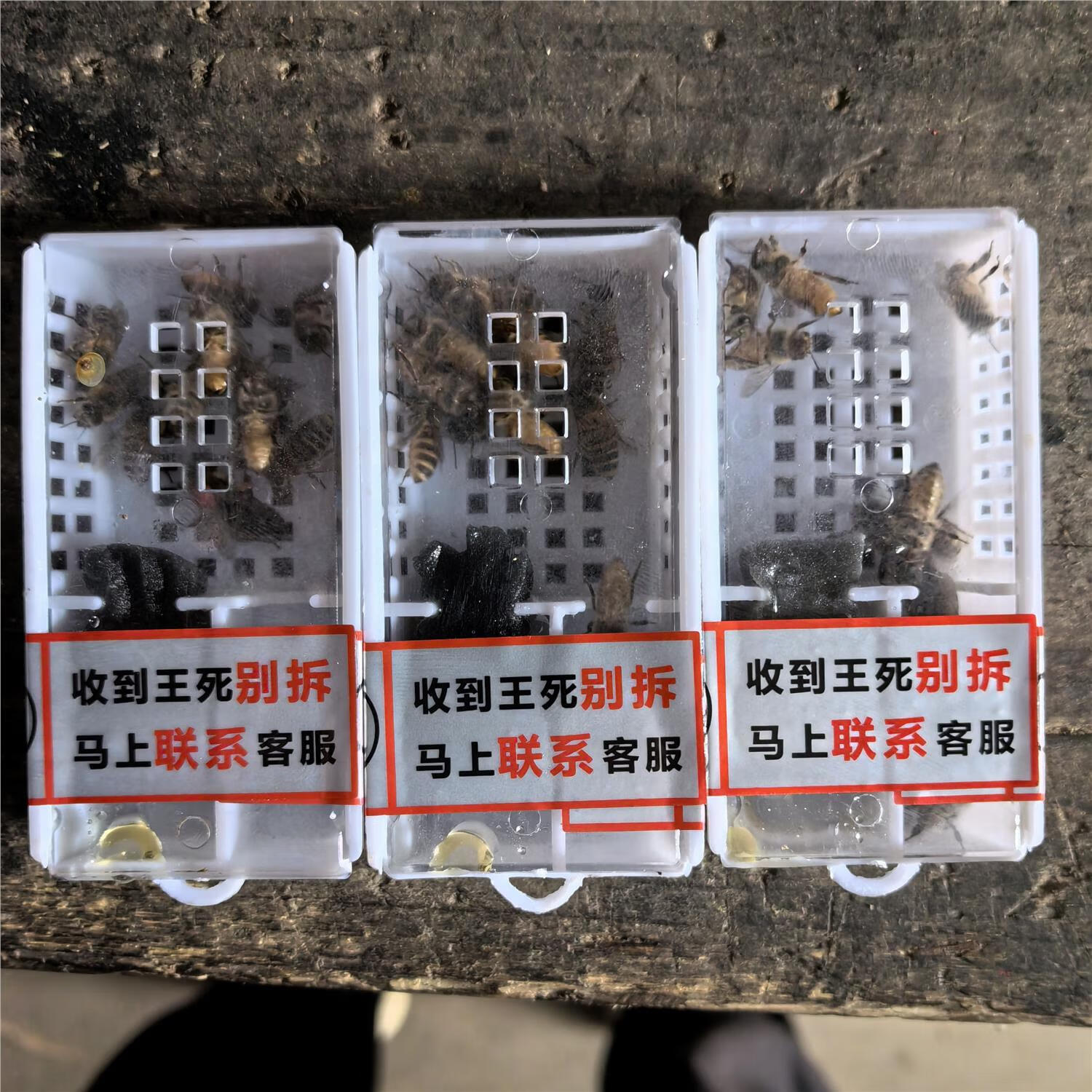 中蜂种蜜蜂王新开产王笼蜂产卵王双色阿坝仓王王老王包活巢础 金坝王3