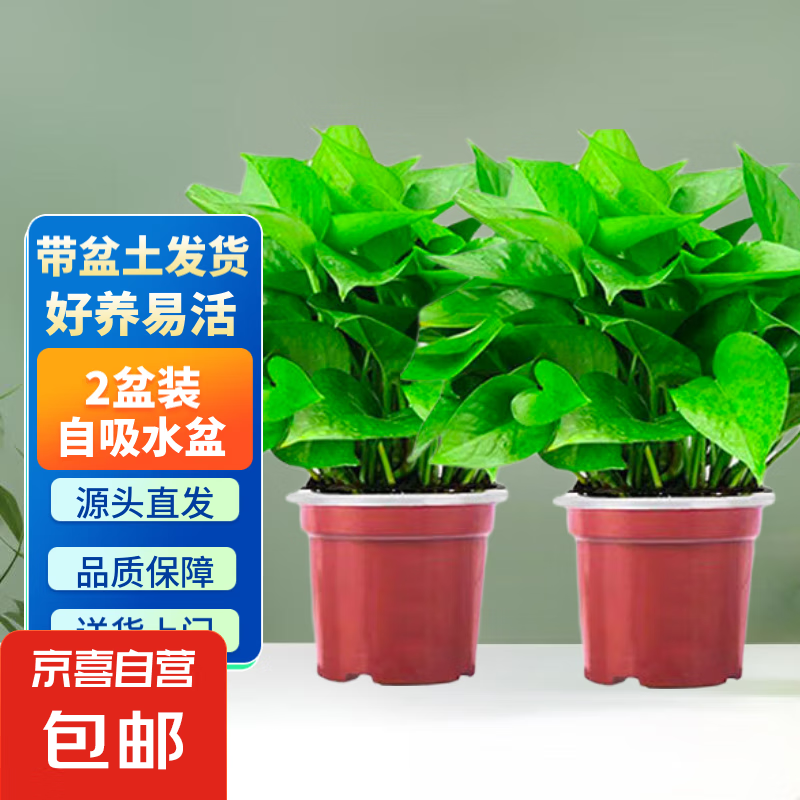 �������Գ���ȩˮ�໨�ܴ�Ҷ��ֲ�칫�����·�ֲ�ﾻ������װ�� 110��ԭ�财ˮ�衾2��װ��