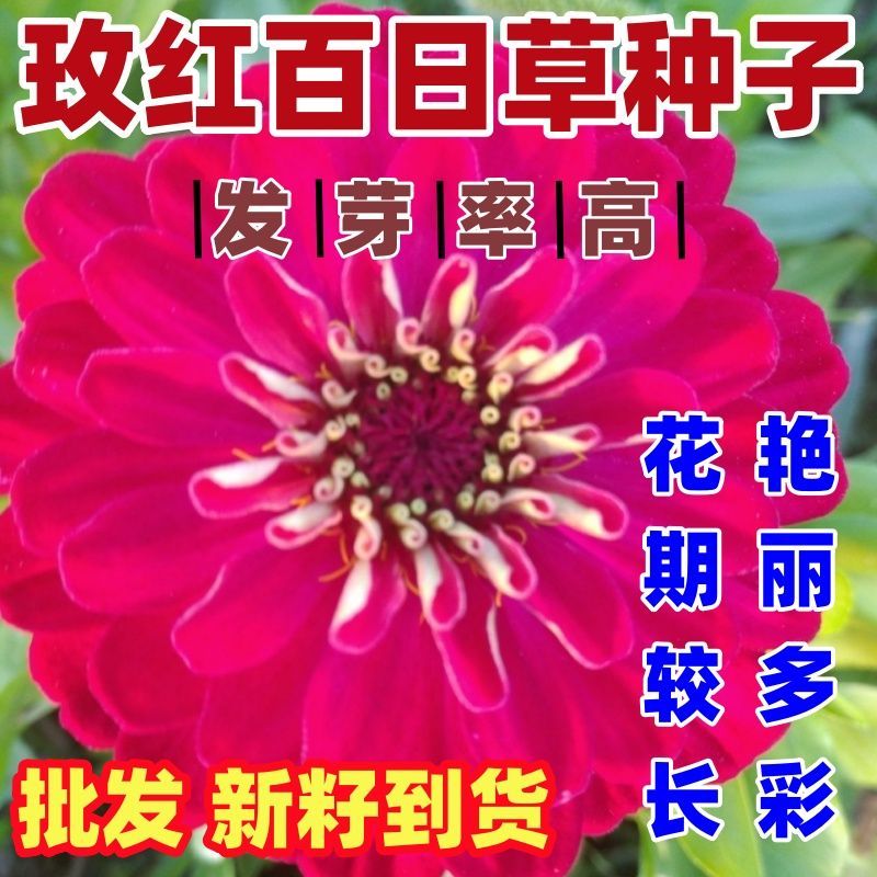 玫红百日草花种籽子玫红百日菊花籽四季开花易活种子庭院阳台易种 玫