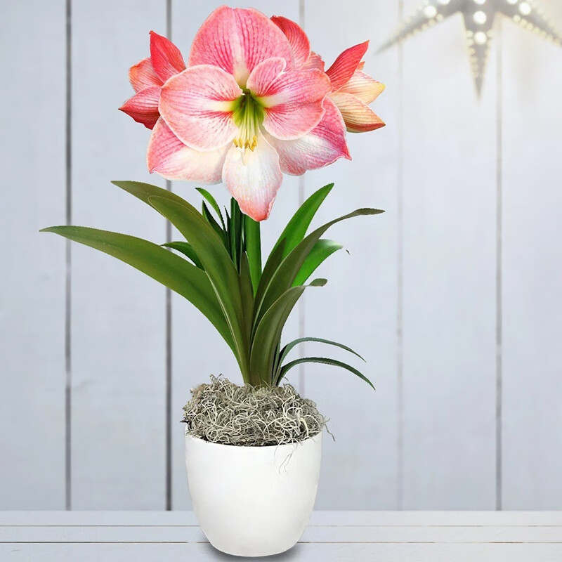 左家花园荷兰朱顶红种球 进口大种球盆栽地栽多年生球根花卉植物 花苹果 1球 周长24-26cm