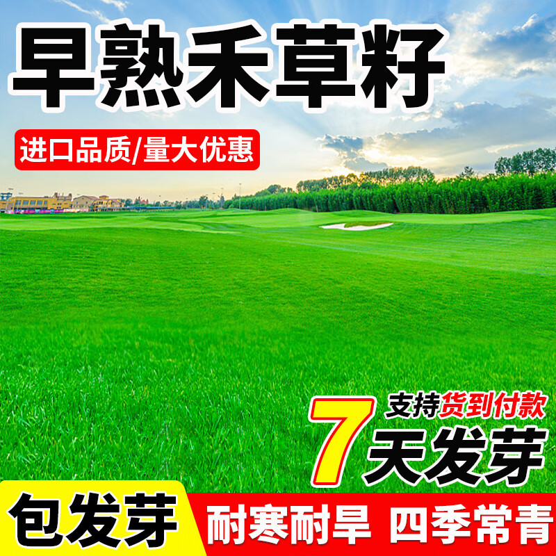 草坪种子护坡草籽草皮种子四季常青庭院免修剪耐寒草坪草绿化工程 早熟禾净籽1斤【耐寒耐旱】