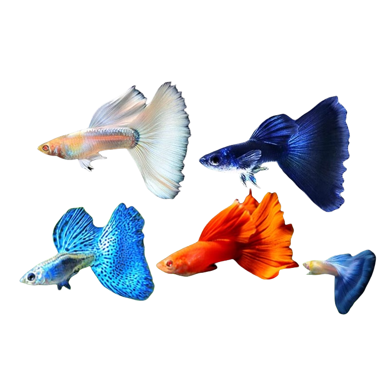 ��ȸ�� ��ֳ��ֱ�������в�������ˮ��С�ͺ����ͻ����С���絭ˮ����ʳ �ٲ�������ĸ �����10������ȸ��