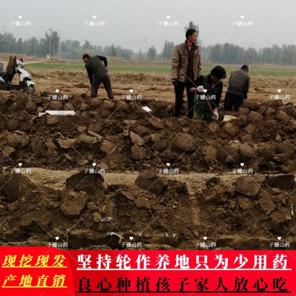 蠡县正宗小白嘴山药铁棍山药铁杆怀山药粉糯水洗无土山药宝宝辅食 水洗无土小白嘴山药 2500g