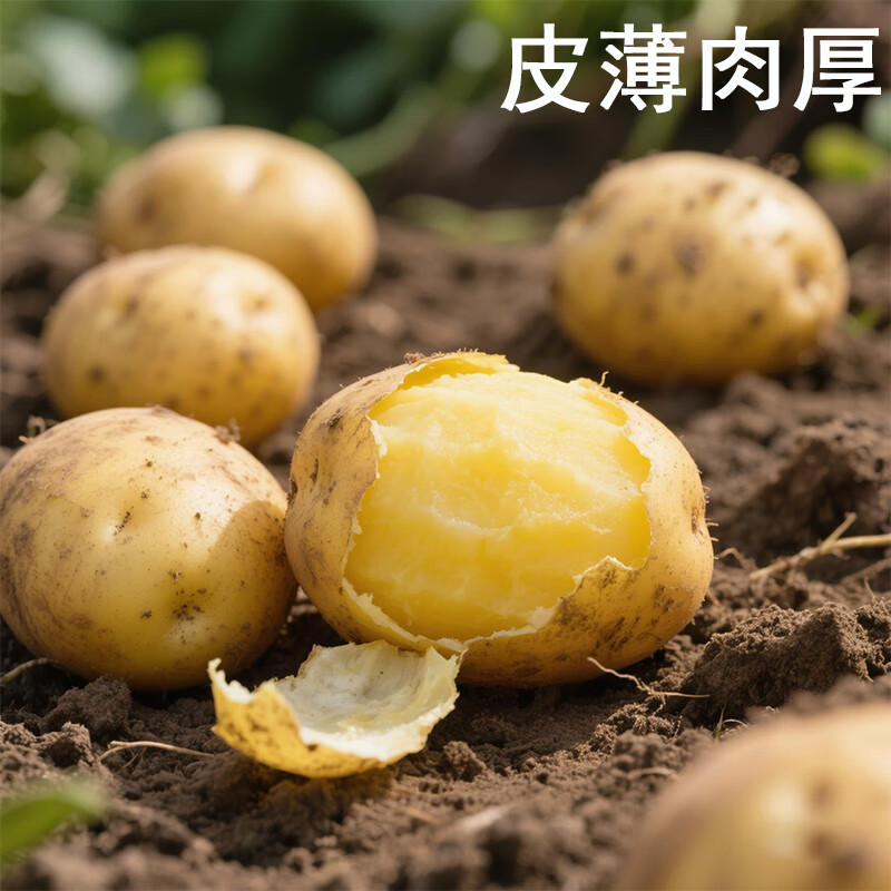 播州鲜贵州新鲜土豆高山马铃薯土豆黄皮黄心土豆5斤农家自种蔬菜 新鲜黄皮土豆9斤 (带箱)