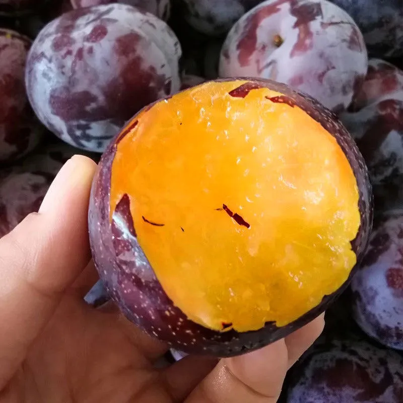 现货新鲜黑布林李子新鲜现货进口恐龙蛋水果孕妇水果 5斤大果