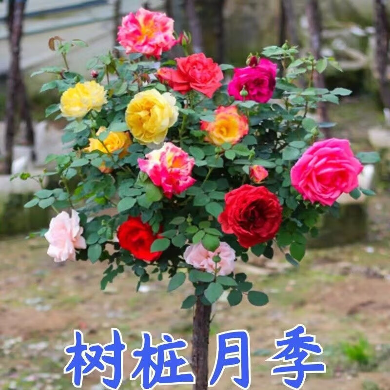 苏跃 树状月季 嫁接多色棒棒糖树桩月季 大花浓香四季开花庭院月季树