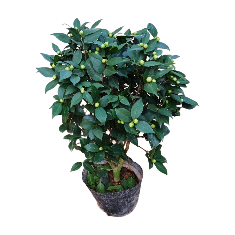 香妃茶花盆栽樹苗烈濃香水山茶花四季綠植帶花苞花卉陽(yáng)臺(tái)好養(yǎng)植物 香妃茶花6年苗 9-2月帶花苞【高50-60厘米】 不含盆