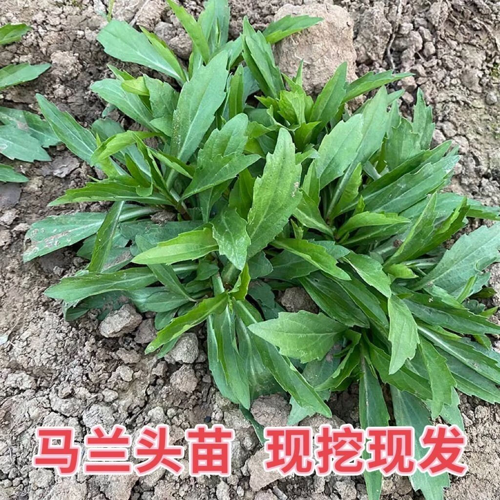 马兰头新鲜野菜野生蔬菜鸡儿肠凉拌香干红梗野生马兰头根种植苗 30根