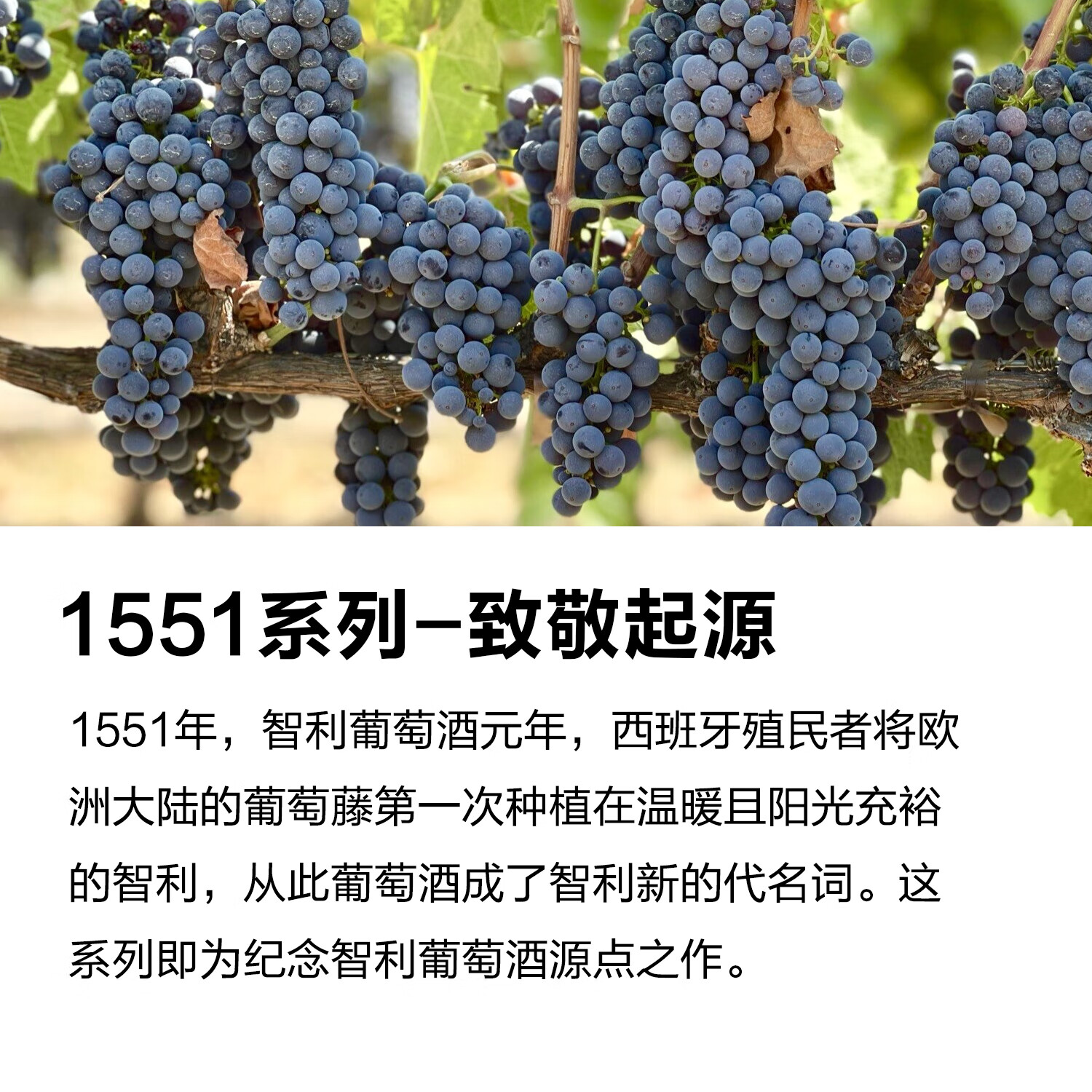 柯诺苏Conosur|智利干露集团红酒|1551赤霞珠干红葡萄酒红酒|原瓶进口 六支装