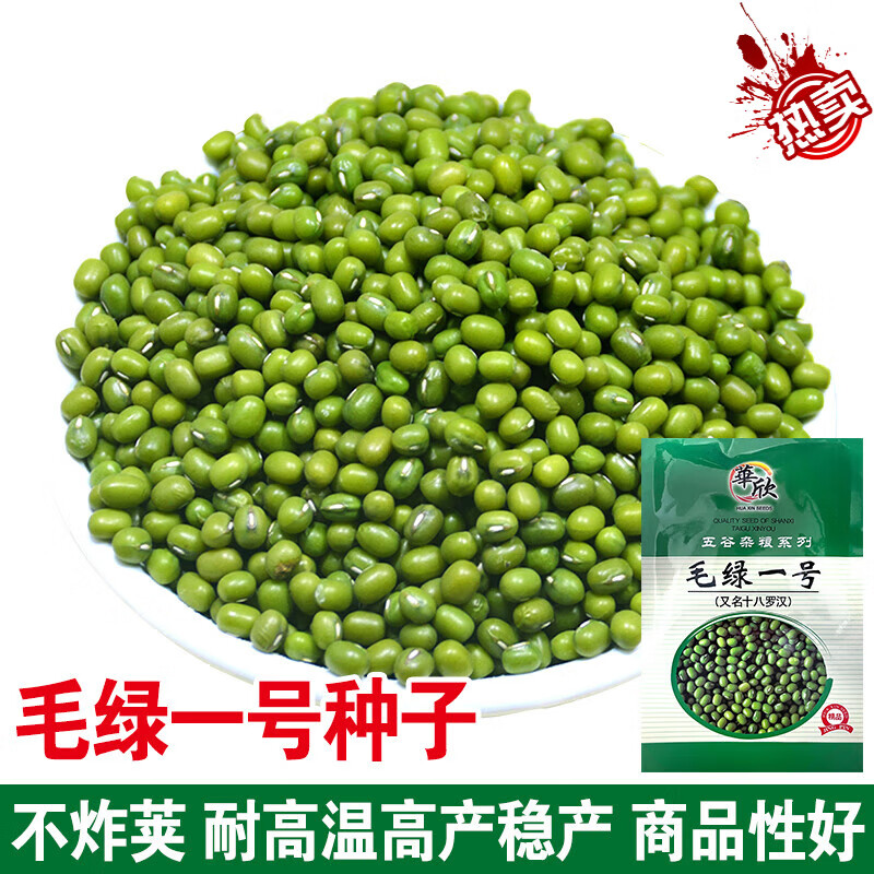 毛綠一號(hào)綠豆種子春播豆子種子早熟高產(chǎn)抗病好春季種子秋季菜園種 毛綠一號(hào)綠豆80克【發(fā)3袋】