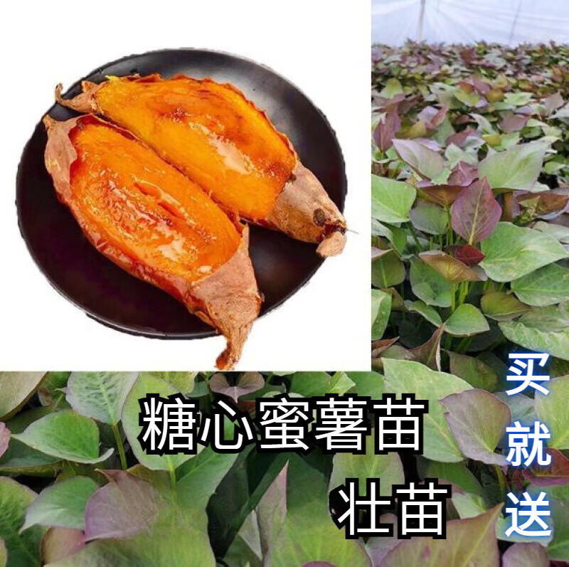 新種品種紅薯苗紫薯蜜薯冰糖白蜜薯苗西瓜紅薯苗板栗薯【保溫箱】 糖心蜜薯苗【保溫箱發(fā)貨】 品種對版：100棵壯苗