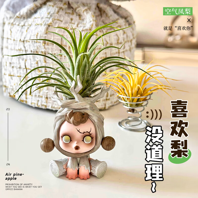 ���ſ�����������ֲ�������뾫������ڼ���λ��ֲ��������ȩ����ֲ�� ³�����̾���3-5cm