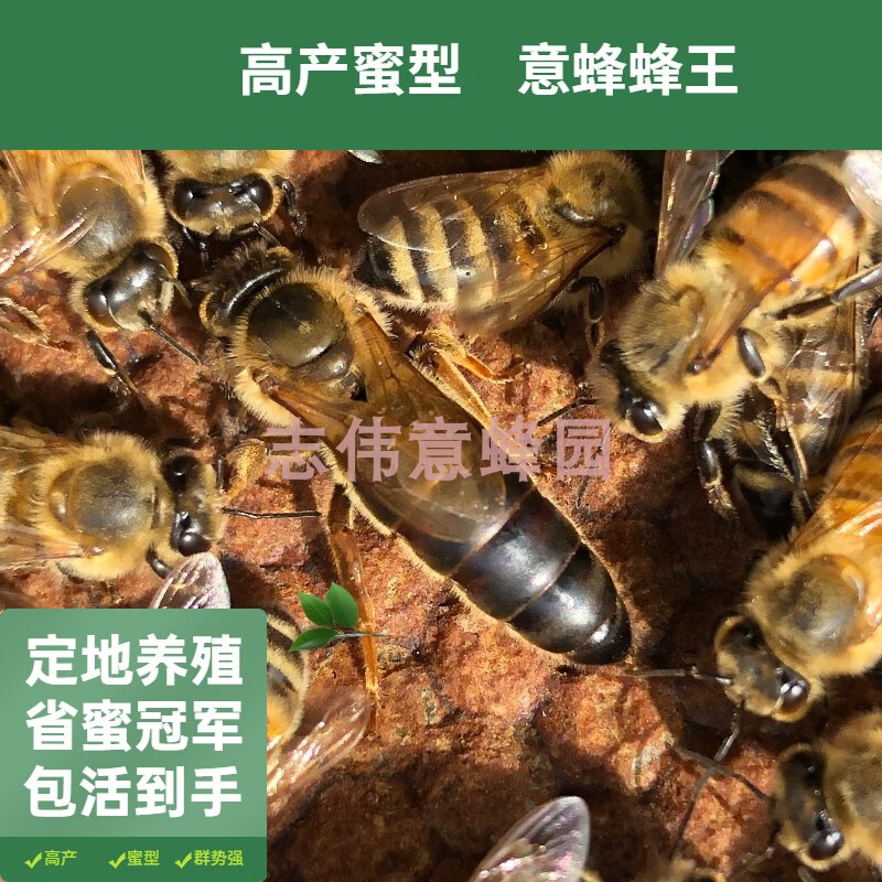 意蜂蜂王意大利蜂王喀尔巴阡蜂王东北黑蜂王意蜂王蜂王种王开产王 喀