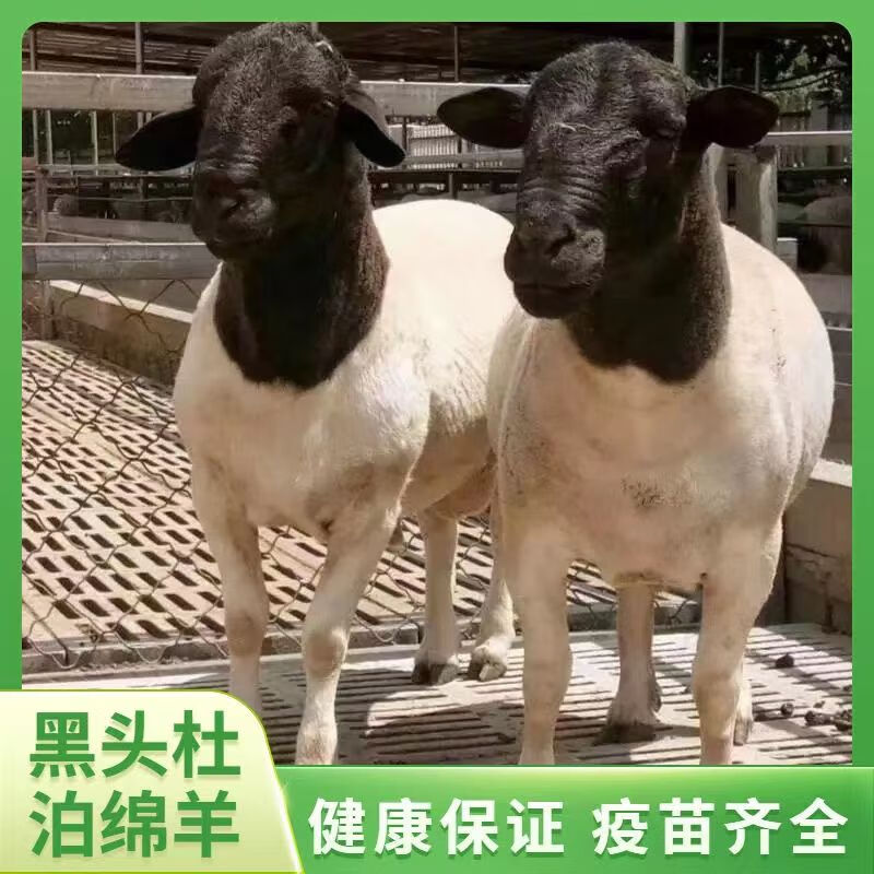 纯种黑头杜泊绵羊种公羊幼崽