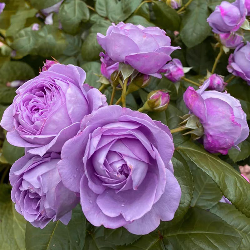 微蓝月季花苗盆栽灌木欧月季有点蓝紫色多头丰花抗病大苗四季开花