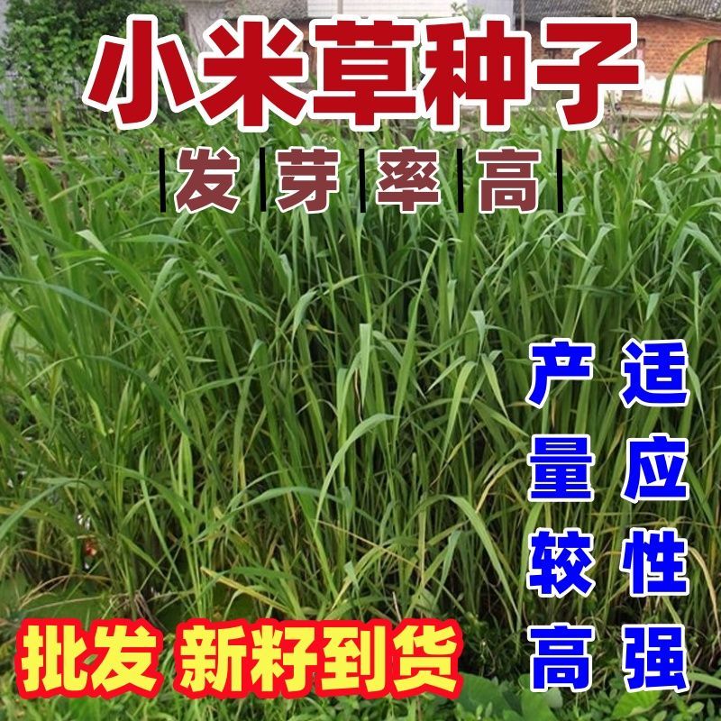 小米草种子雀叶稗养殖水草虾蟹用草稷子牧草种籽水草草籽喂鱼草种