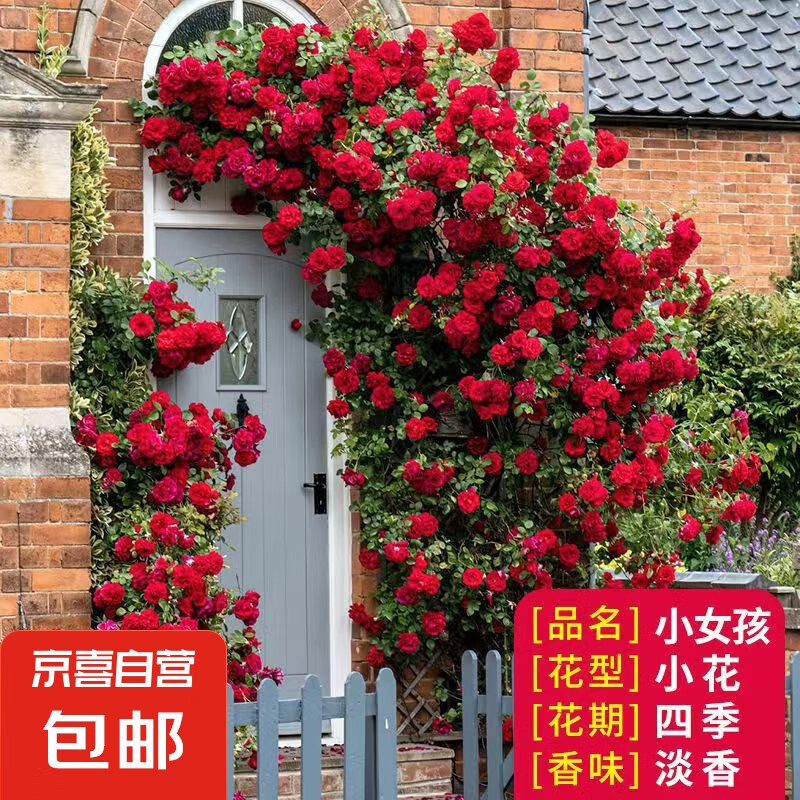 Ǿޱ��������ֲ���ٱ��¼��ļ������ش�Ũ����õ������ͥԺ��̨ СŮ�����ļ��л���ͷ��������; ��Լ20cm