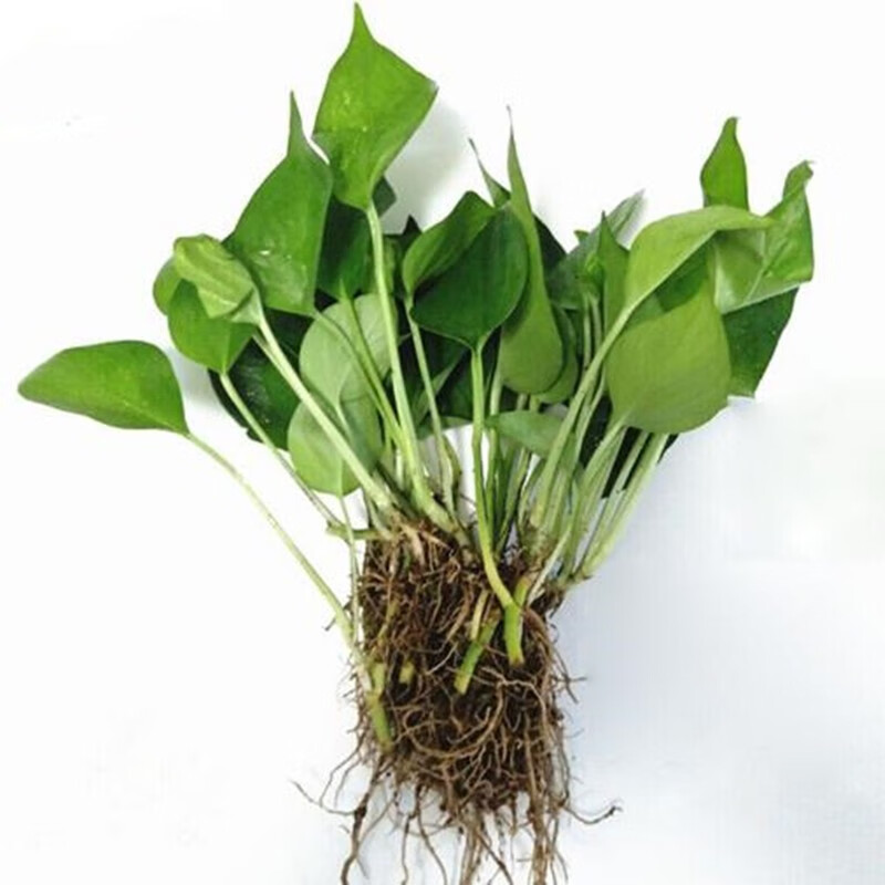 仟草集 绿萝盆栽 室内水培绿萝苗 绿箩绿植花卉植物 花卉盆栽 绿萝 15