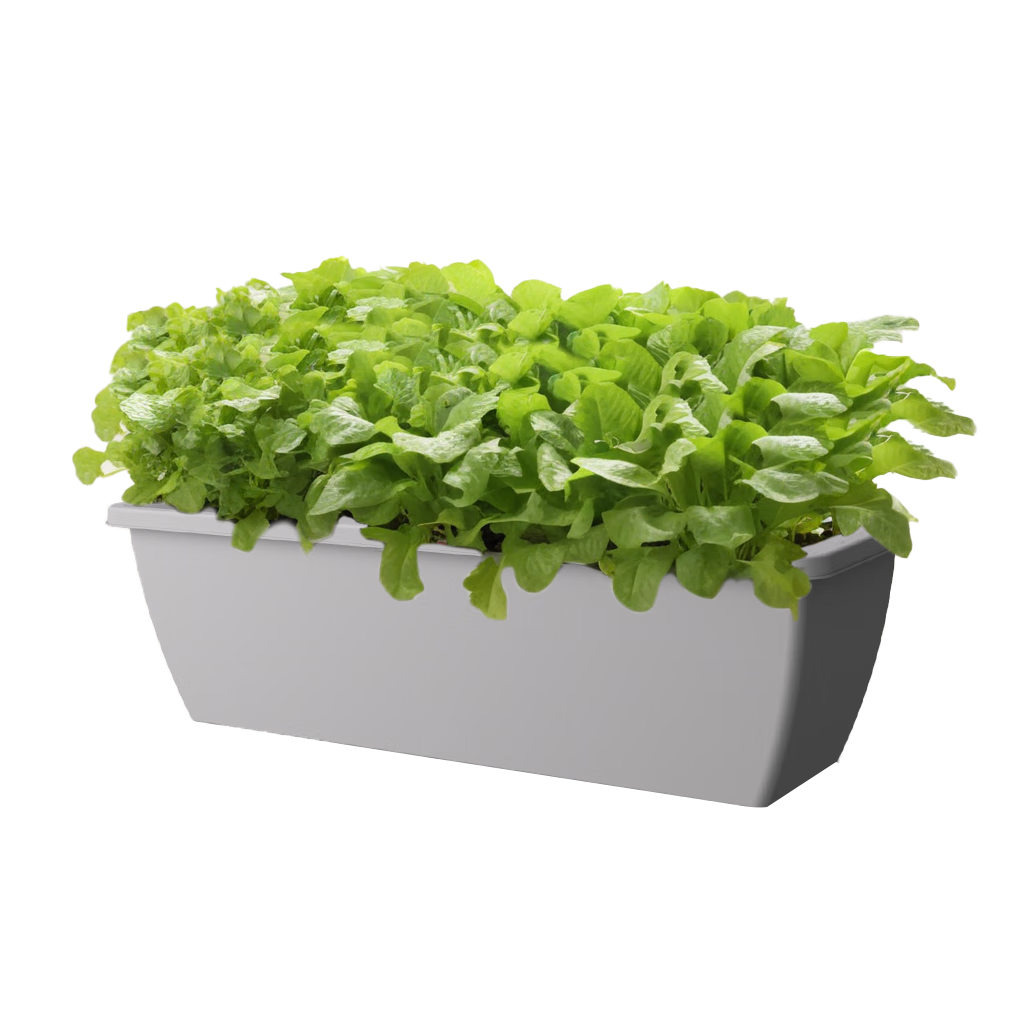 ���ڲ�����ԭ���60cm�ֲ��軨�賤���λ�����ֲ����̨�ֲ����ͥ�����˲�ݮ���� 49.41Ԫ��3��(��16.47Ԫ/��)