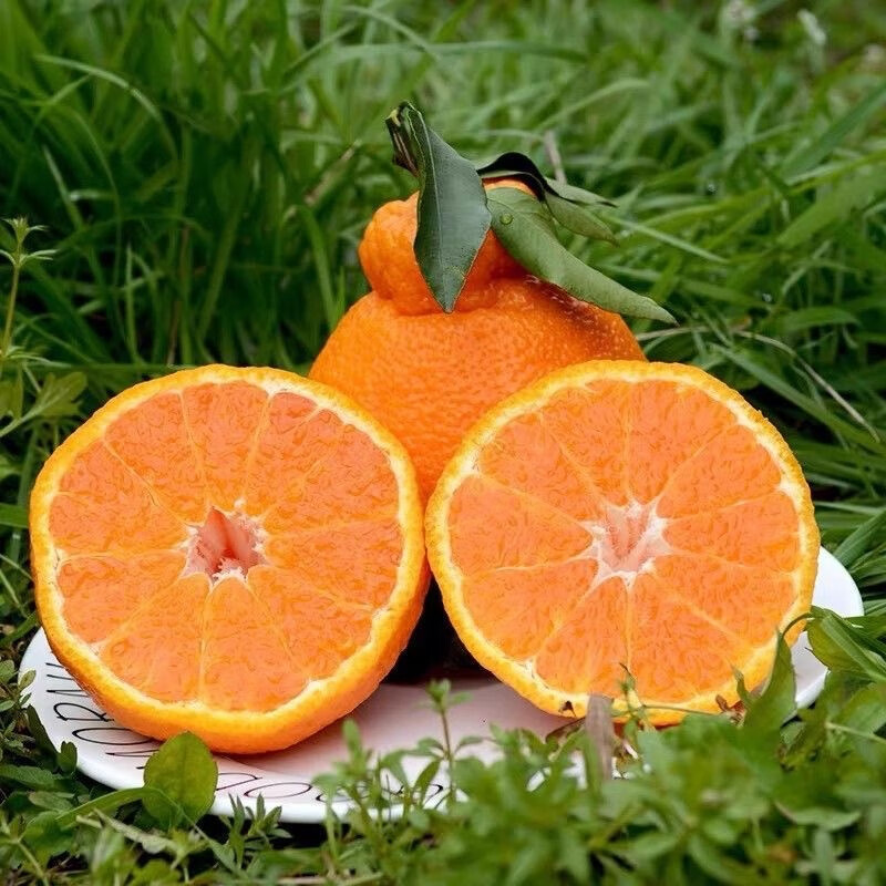 松林美果四川越丑越甜的黄果柑丑橘子新鲜应季孕妇水果 净重8.5斤中大果【黄果柑】