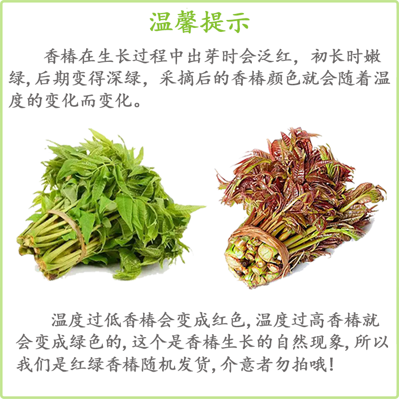 金百粟【顺丰到家】陕西头茬香椿芽新鲜野菜红绿油香椿叶野现采蔬菜现摘 香椿250g装【2盒】-顺丰直达