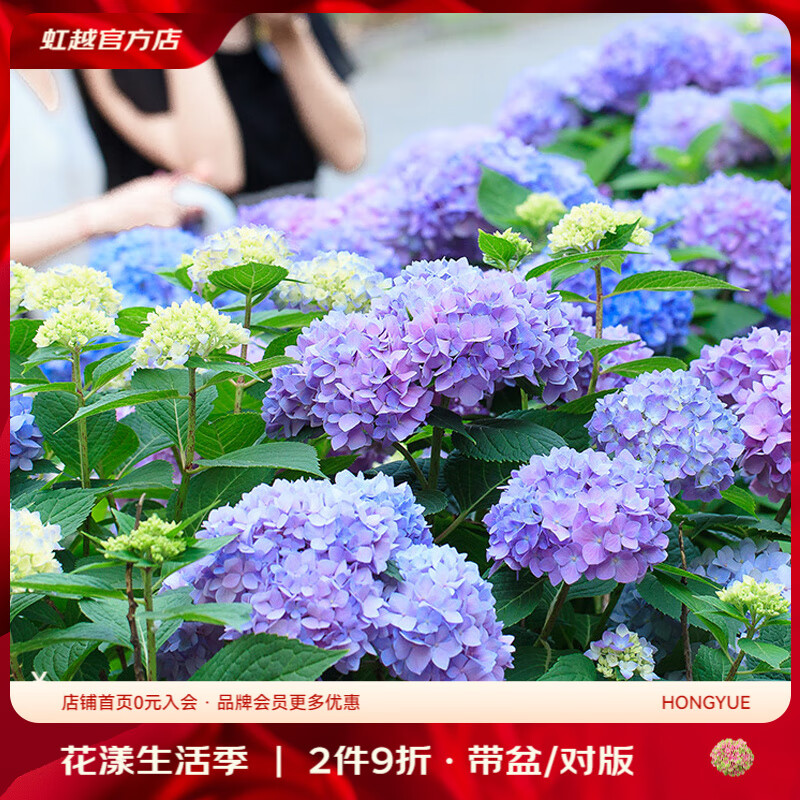 虹越（HONGYUE）大花繡球花盆栽苗 無盡夏花手鞠萬華錦繡球八仙花庭院陽臺花卉 【變色大花繡球】“無盡夏”1加侖