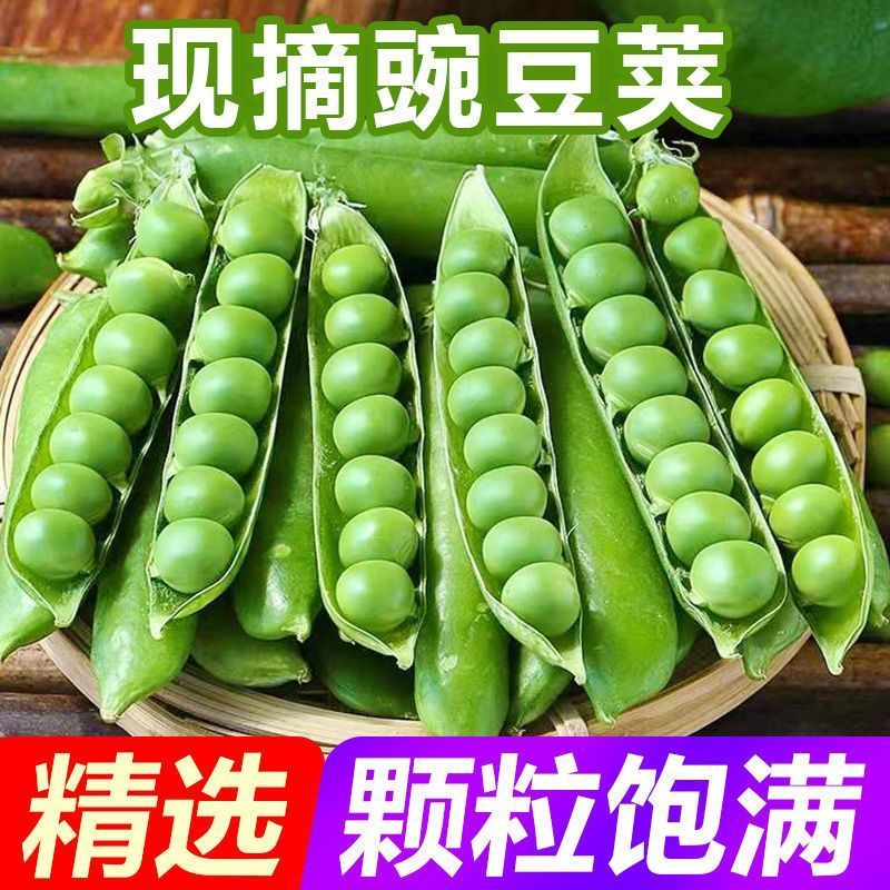 新鲜豌豆 甜豌豆新鲜蔬菜现摘豆角 3斤（净重2.8斤）